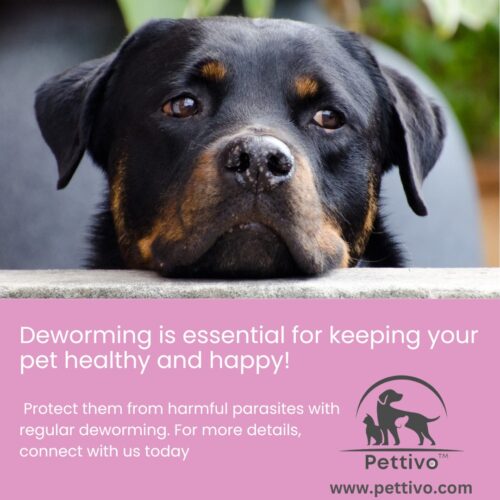  Deworming Products for Pets: Why They’re Essential for Your Pet’s Health and Well-being