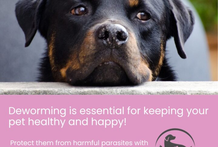  Deworming Products for Pets: Why They’re Essential for Your Pet’s Health and Well-being