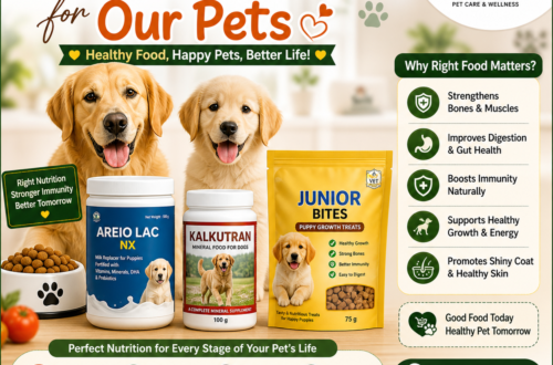 best pet food for dogs