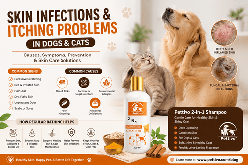 Skin Infections and Itching Problems in Pets